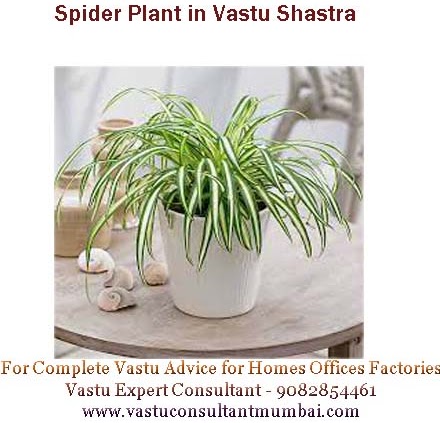 Spider Plant in Vastu Shastra